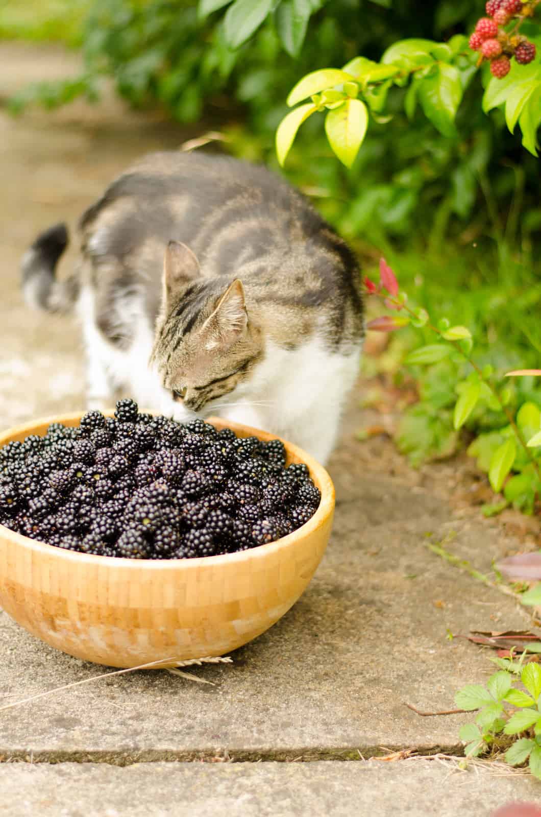 Cake aux mûres et aux noix