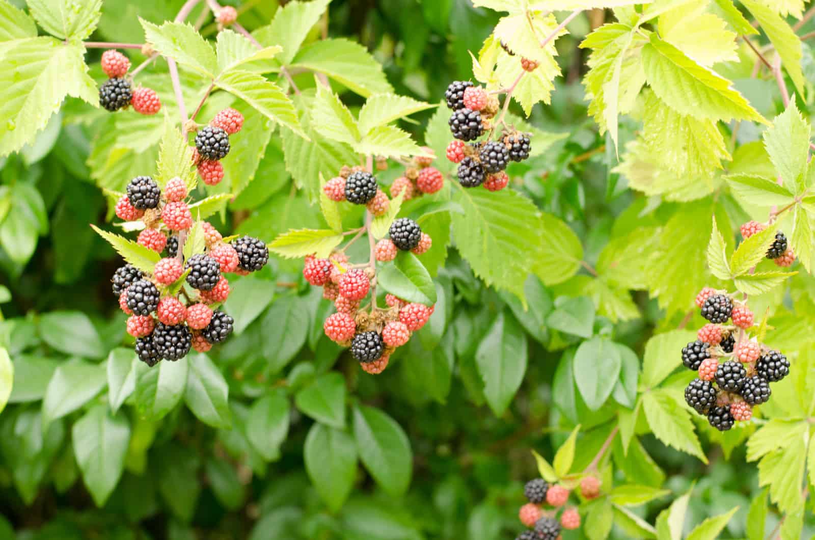 Cake aux mûres et aux noix