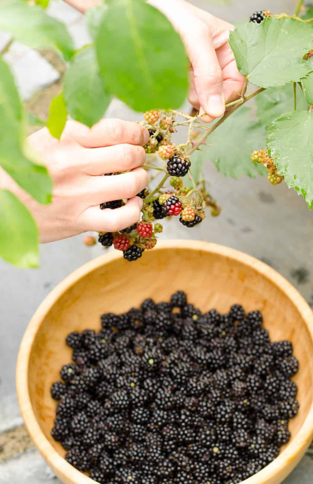 Cake aux mûres et aux noix