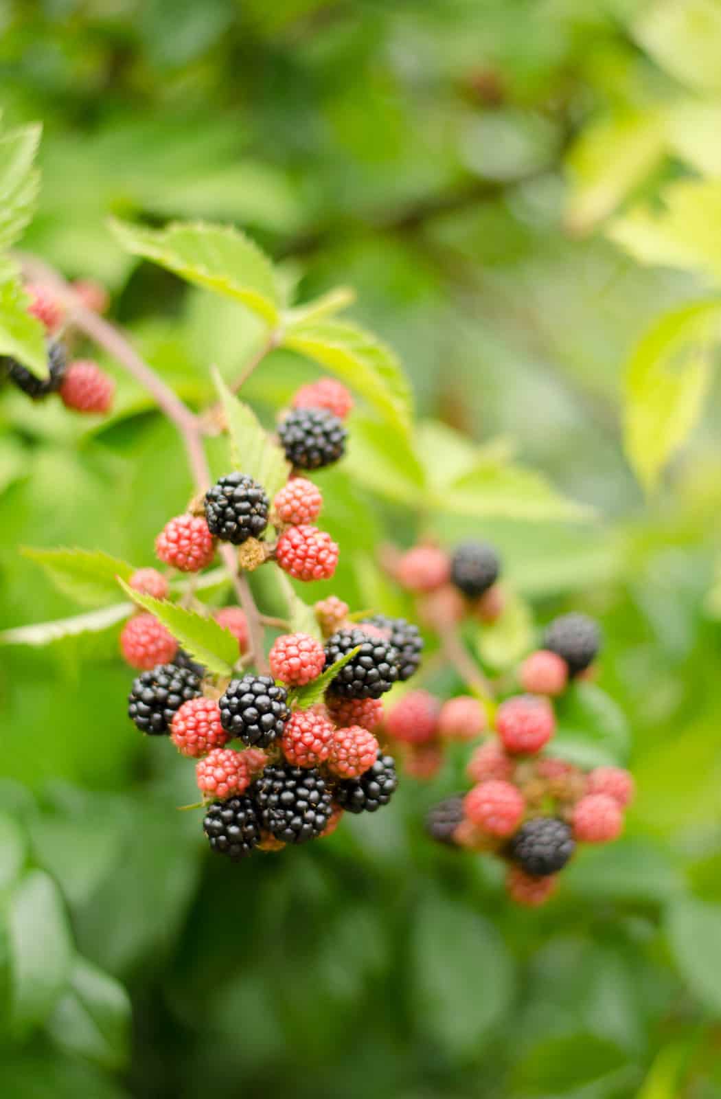 Cake aux mûres et aux noix