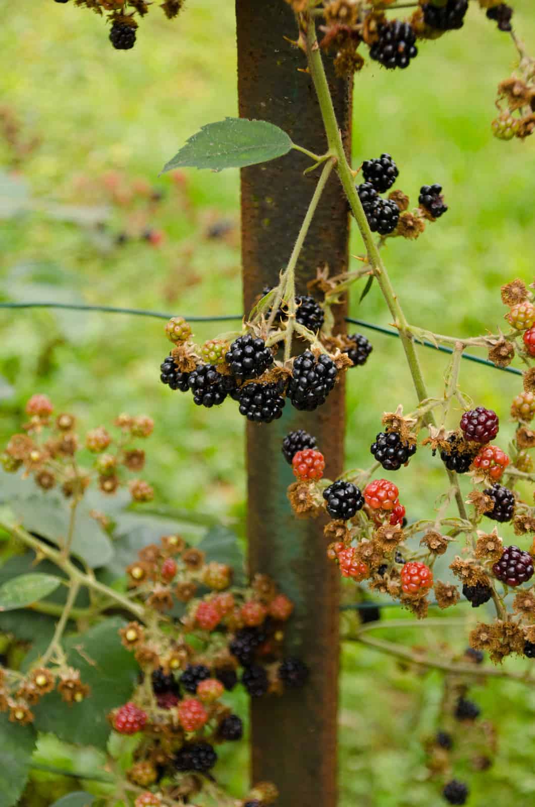 Moelleux au chocolat & à la mûre