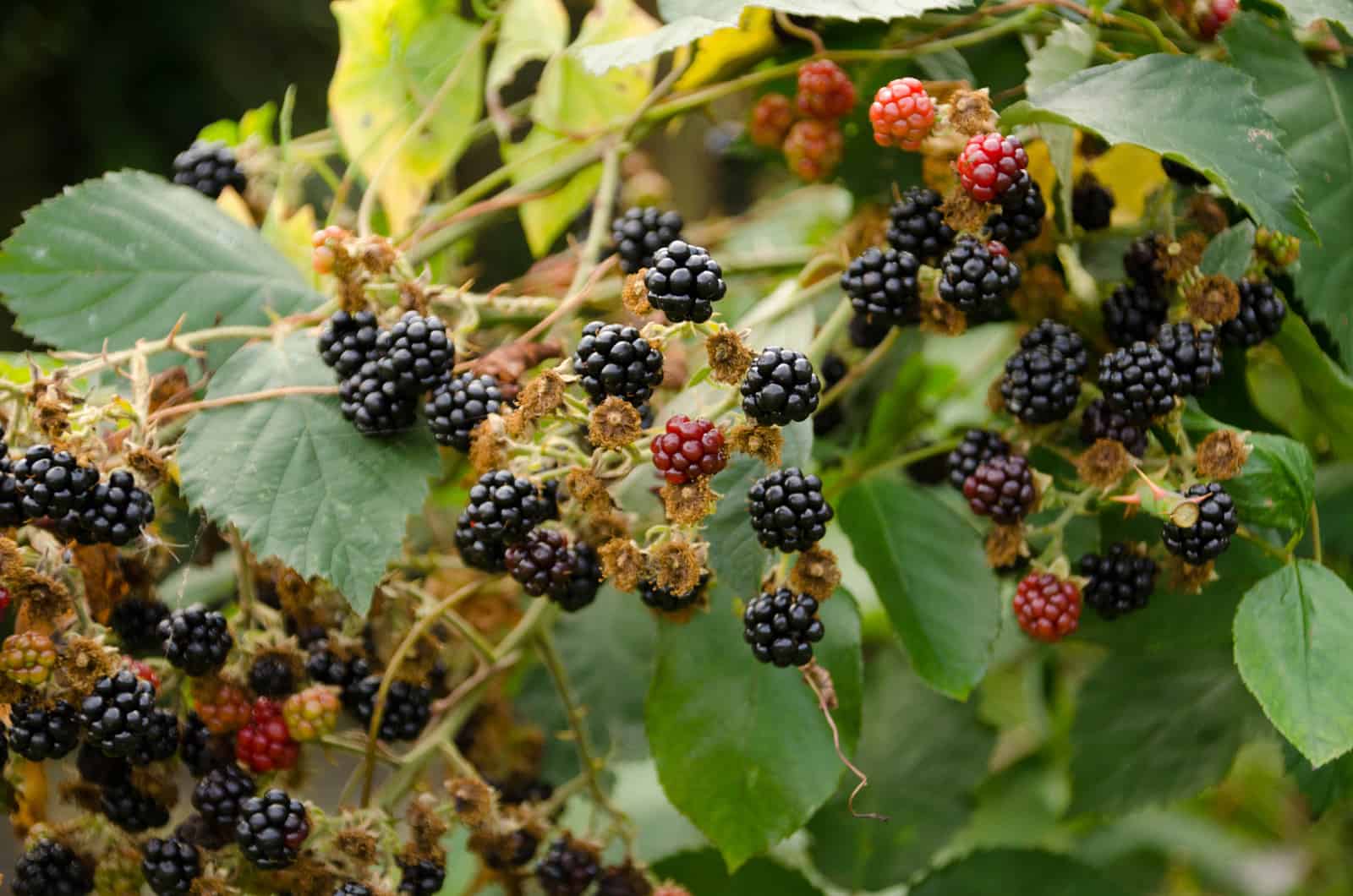 Moelleux au chocolat & à la mûre